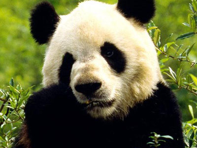 panda en peligro de extincion