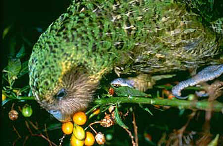 http://w3.tribcsp.com/~phxcon/Resources/PHOTOS/kakapo-trevor.jpg