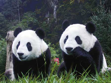 oso panda en peligro de extincion