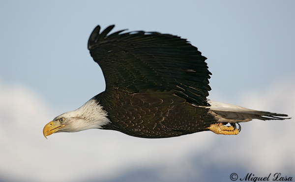 Aguila calva americana en vuelo