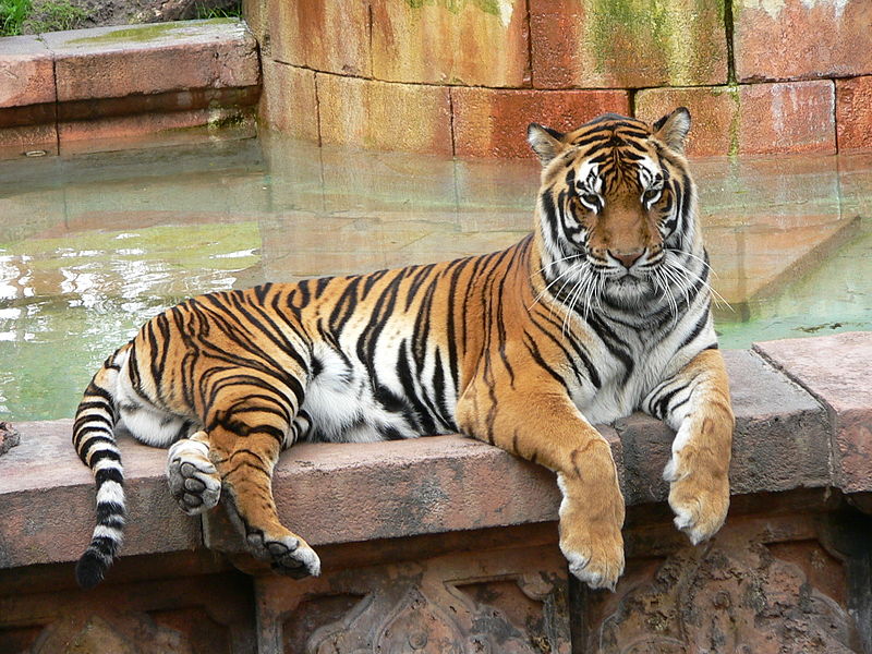 Archivo:Panthera tigris5.jpg